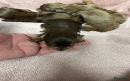 Miniature Dachshund dogs for sale: Miniature long haired dachshund puppies  - Image 1