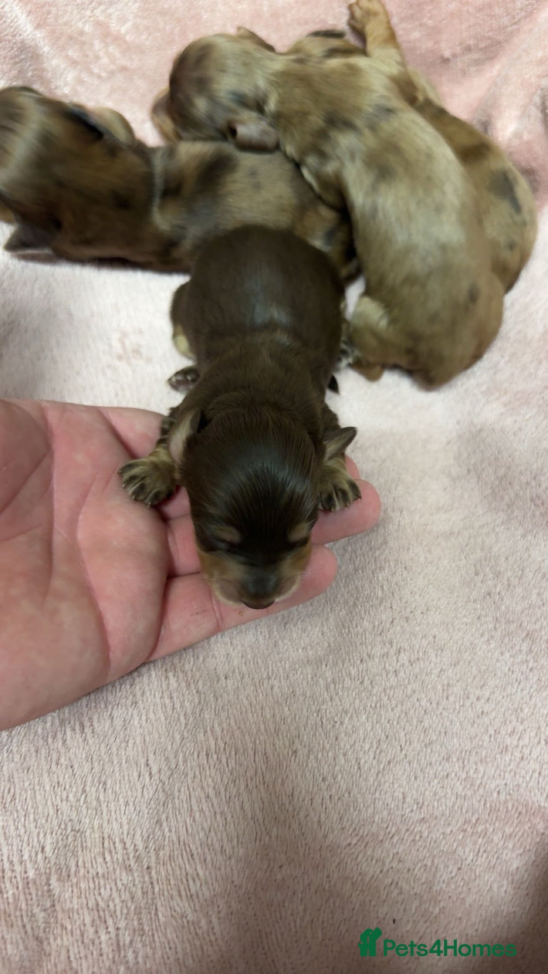 Miniature Dachshund dogs for sale: Miniature long haired dachshund puppies  - Image 1