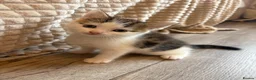 Mixed Breed cats for sale: 1 Female Kitten left  - Advert 1