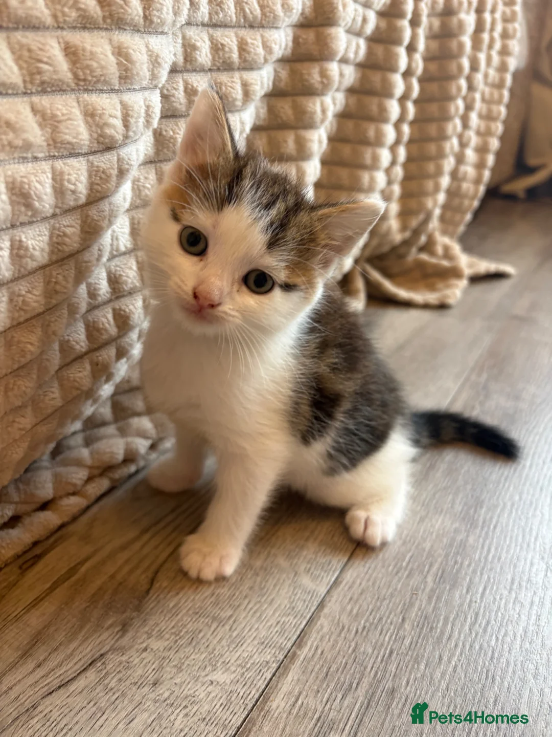 Mixed Breed cats for sale: 1 Female Kitten left  - Advert 1