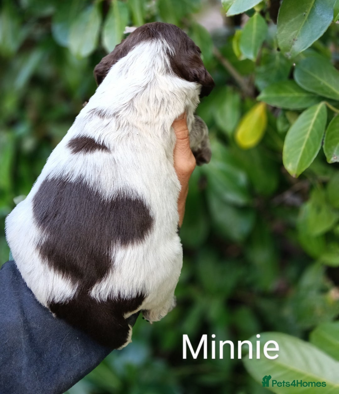 Mixed Breed dogs for sale: Fen Spaniels -Korthols x Eng Springer Spaniel  - Image 12