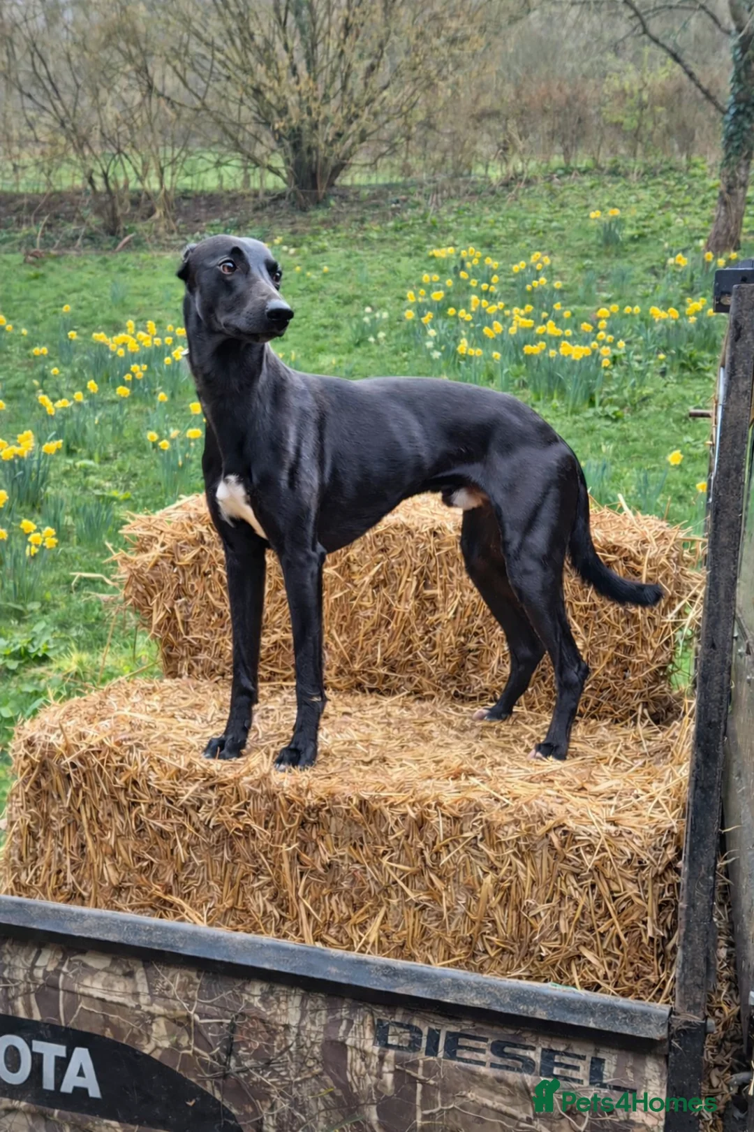 Lurcher dogs for stud: 🌟 Lurcher Stud Available 🌟  - Advert 1