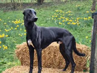 Lurcher dogs 🌟 Lurcher Stud Available 🌟 - Advert 3