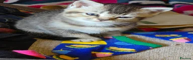 British Shorthair 1