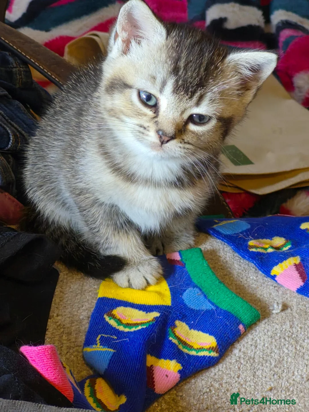 British Shorthair cats for sale: Beautiful home bred British shorthair. - Advert 2