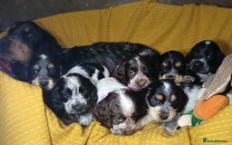 Cocker Spaniel dogs for sale: Show Type blue/Tri/chocolate Roan Cocker Spaniels  - Image 31