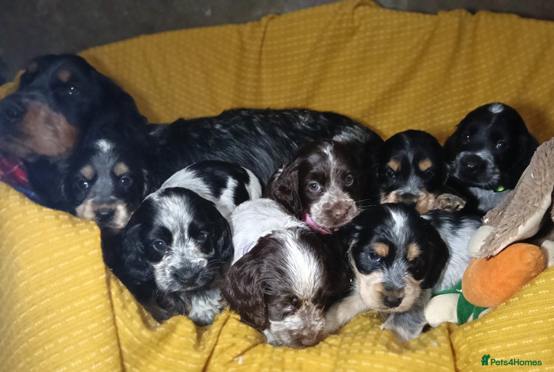 Cocker Spaniel dogs for sale: Show Type blue/Tri/chocolate Roan Cocker Spaniels  - Image 31