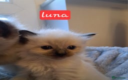 Ragdoll cats for sale: Ragdoll babies very affectionate  - Image 6