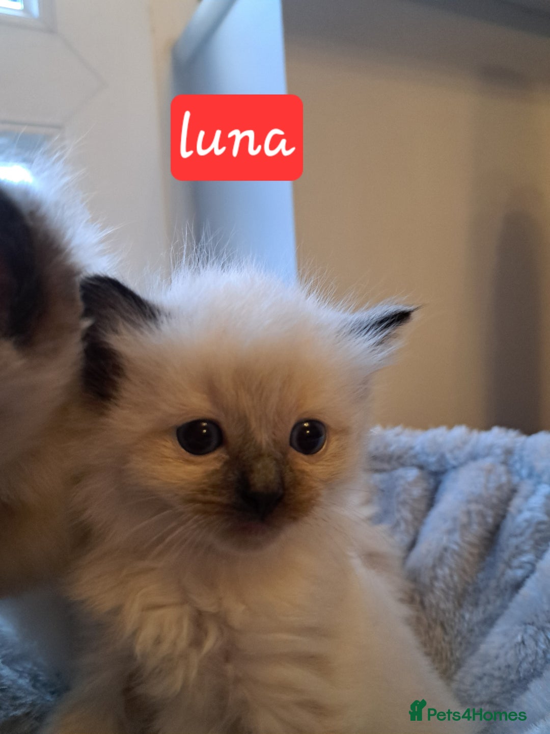 Ragdoll cats for sale: Ragdoll babies very affectionate  - Image 6