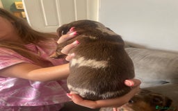 Dachshund dogs for sale: Miniature Dachshund pups - Image 3