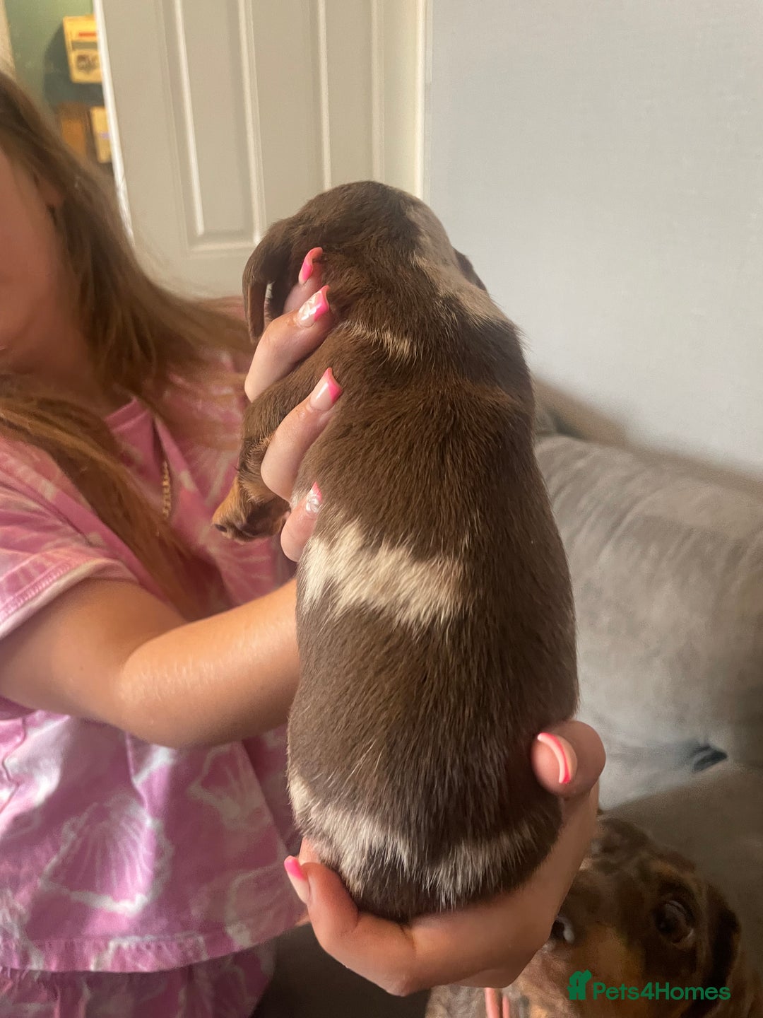 Dachshund dogs for sale: Miniature Dachshund pups - Image 3