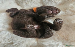 Goldendoodle dogs for sale: Gorgeous Healthy Goldendoodle Puppies - Image 10