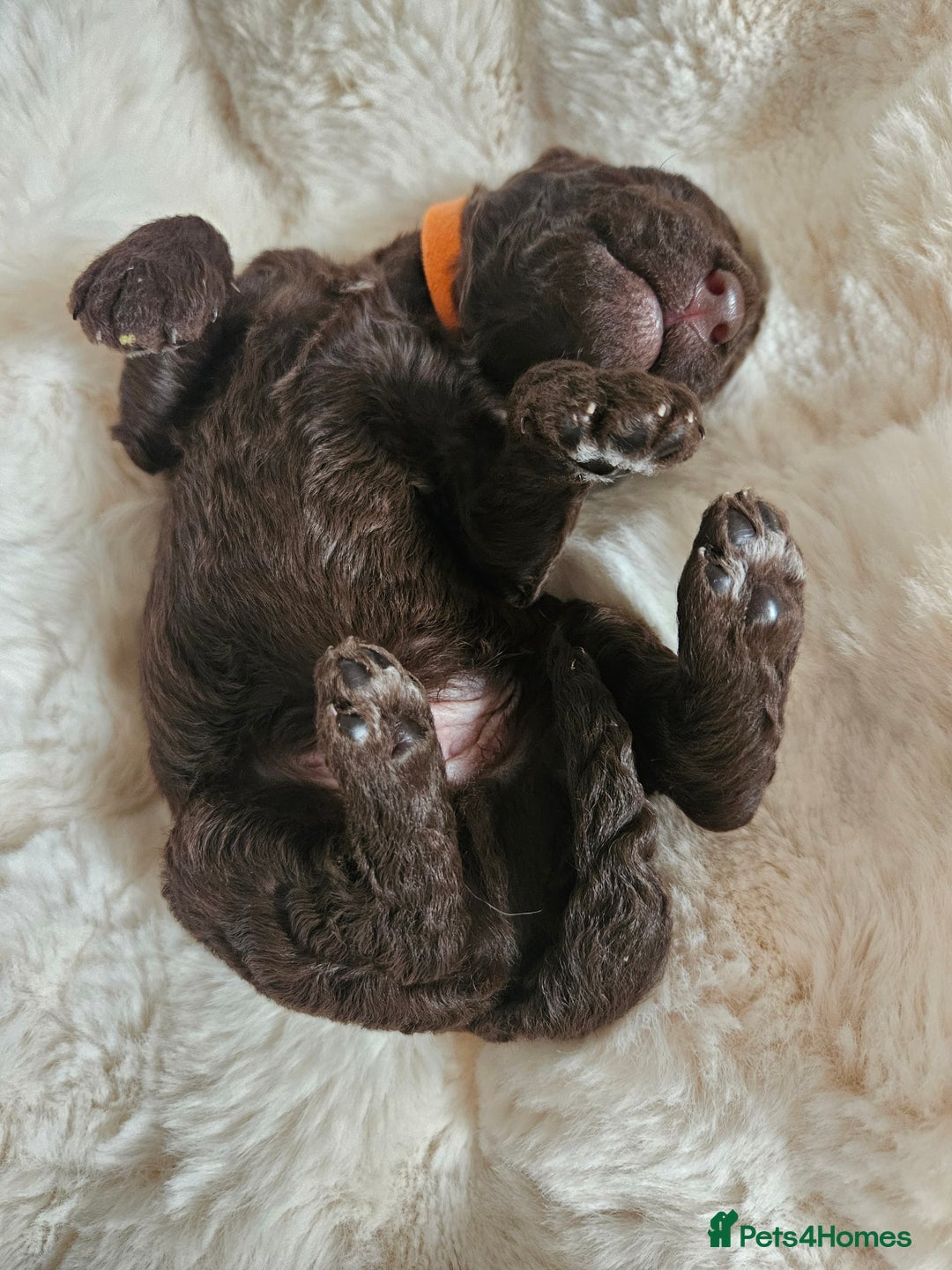 Goldendoodle dogs for sale: Gorgeous Healthy Goldendoodle Puppies - Image 10