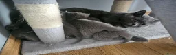 British Shorthair cats for sale: Simba - Advert 7