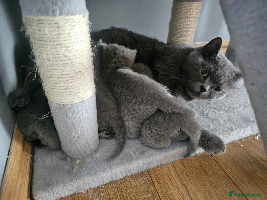 British Shorthair cats for sale: Simba - Advert 7