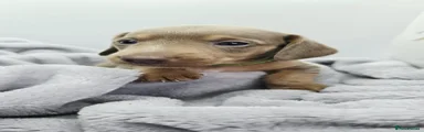 Oynx
