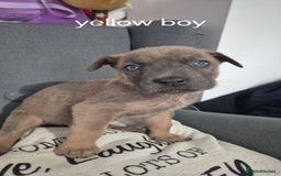 Mixed Breed dogs for sale: German shepard cross American bulldogs - Image 4