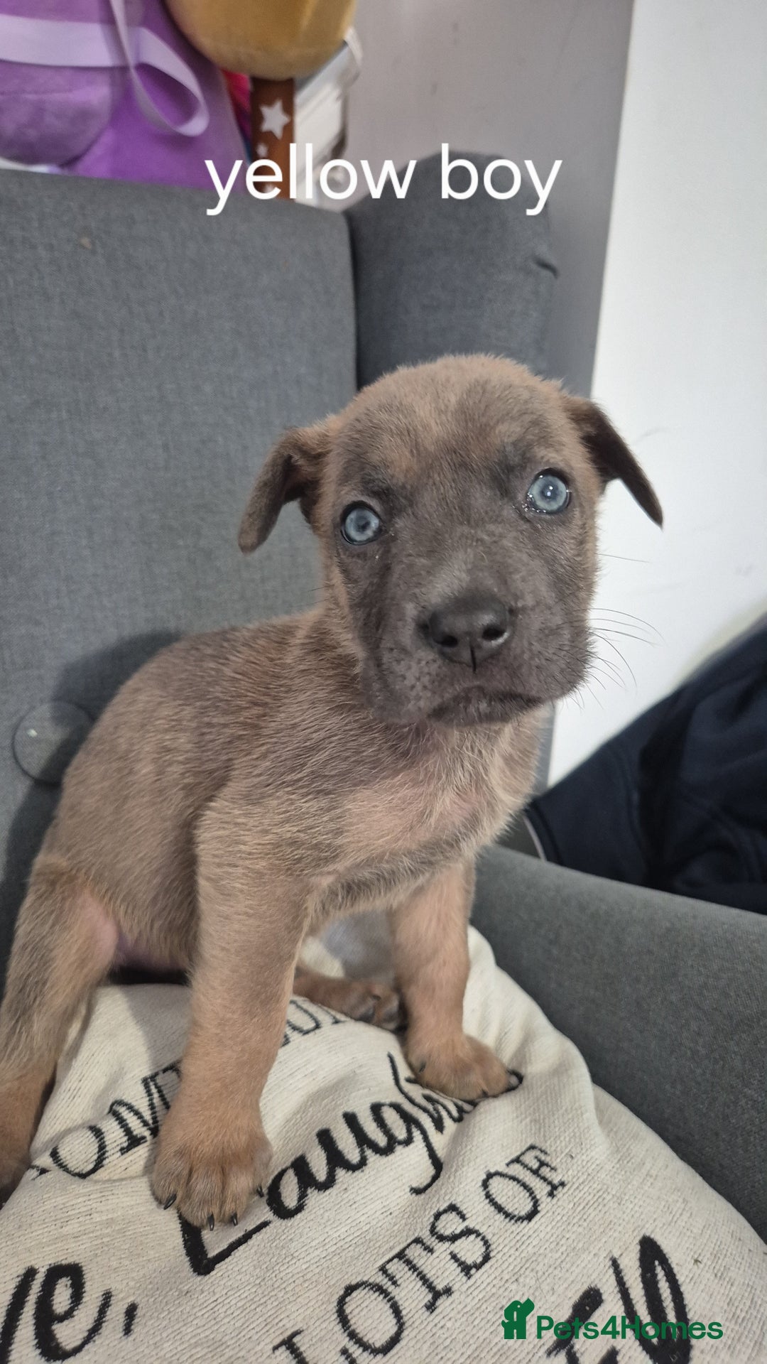 Mixed Breed dogs for sale: German shepard cross American bulldogs - Image 4
