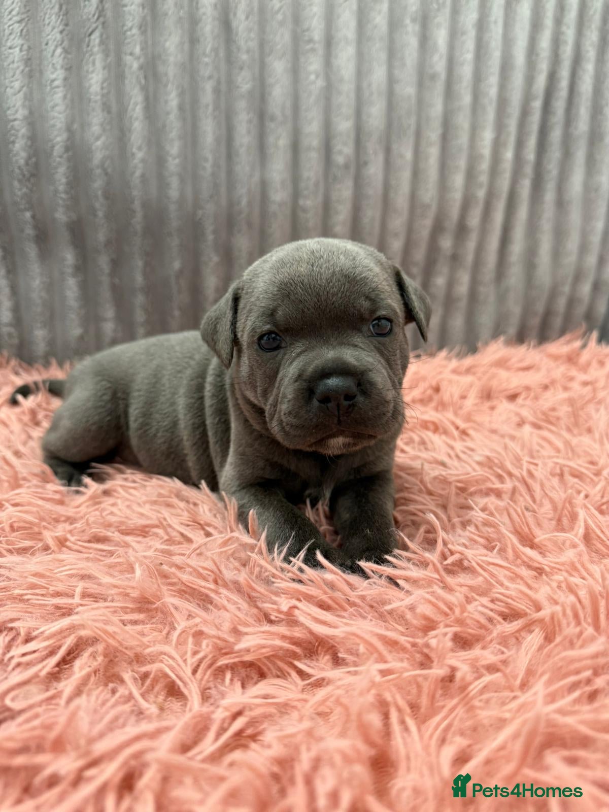 Staffordshire Bull Terrier dogs WORLD CLASS BLUE STAFFORDSHIRE BULL TERRIER PUPS - Advert 1