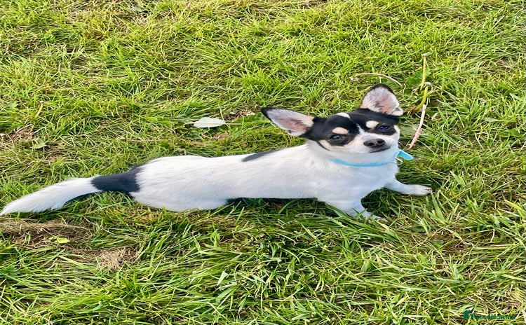 Chihuahua dogs - Advert 1