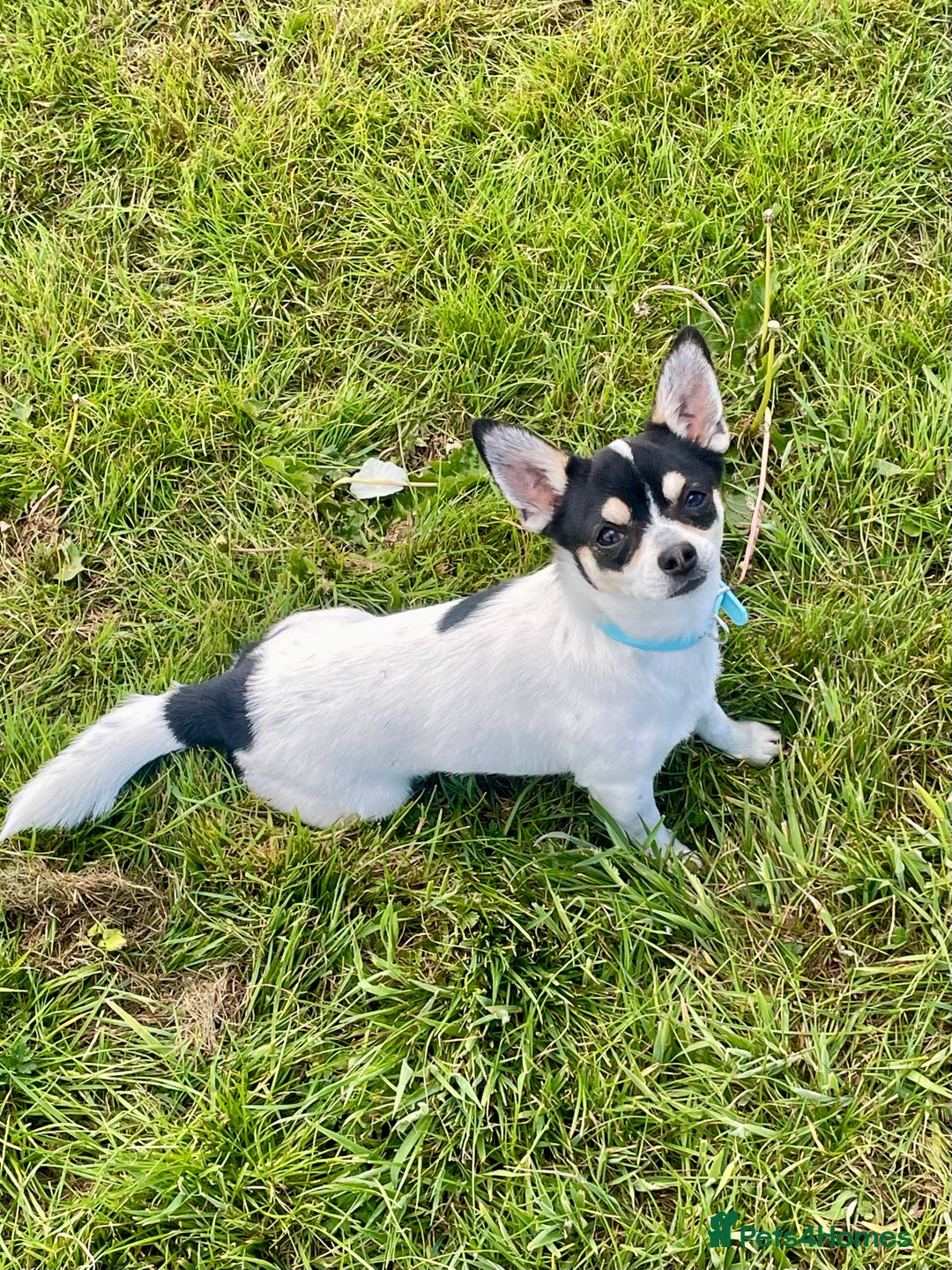 Chihuahua dogs for stud: For stud only  - Image 1