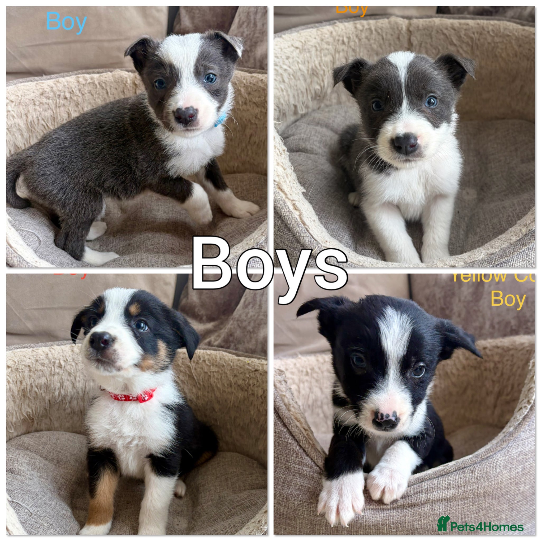 Border Collie dogs Border Collie Puppies Slate Blue & traditional. - Advert 8