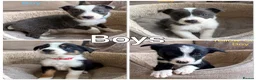Border Collie dogs for sale: Border Collie Puppies Slate Blue & traditional. - Advert 1