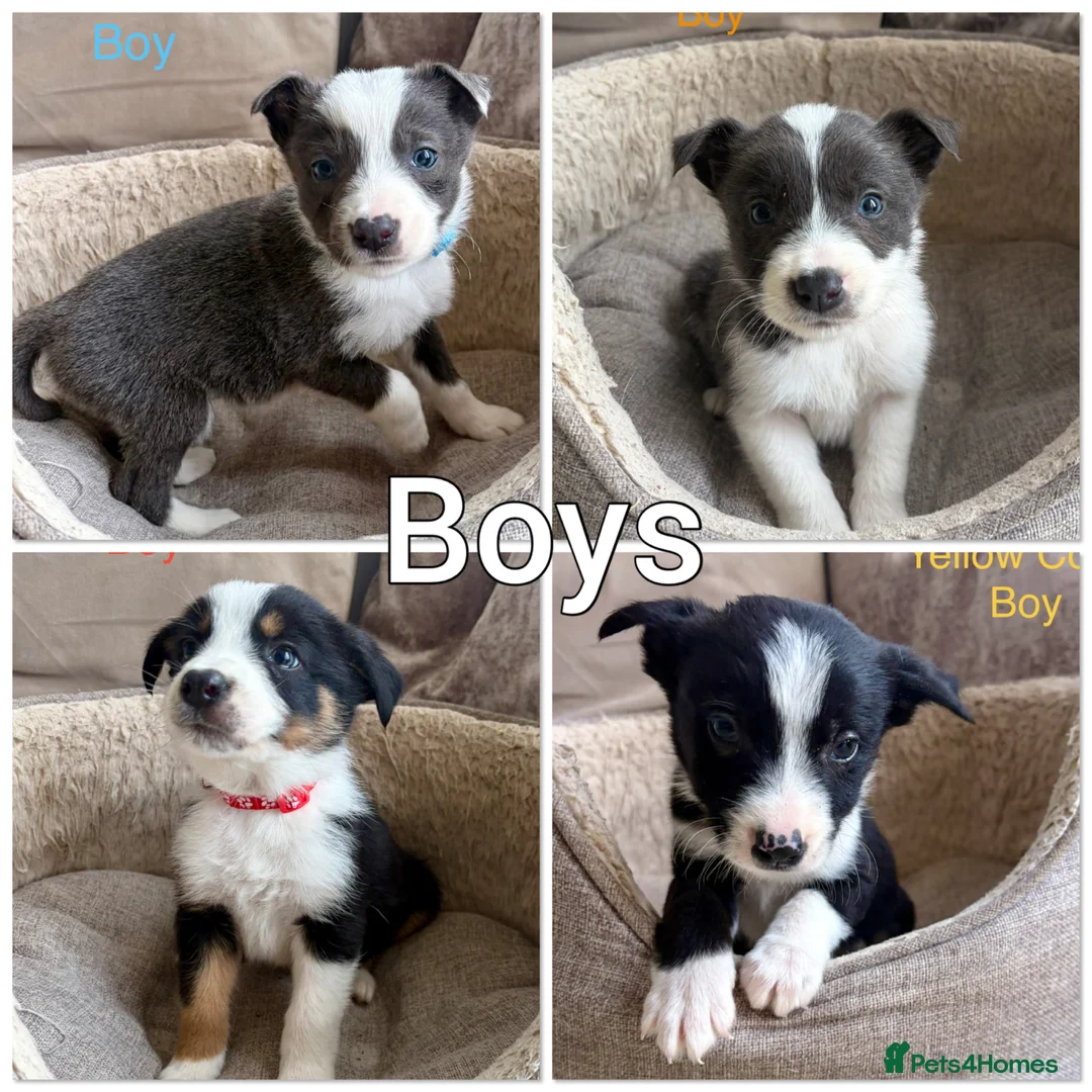 Border Collie dogs for sale: Border Collie Puppies Slate Blue & traditional. - Advert 1