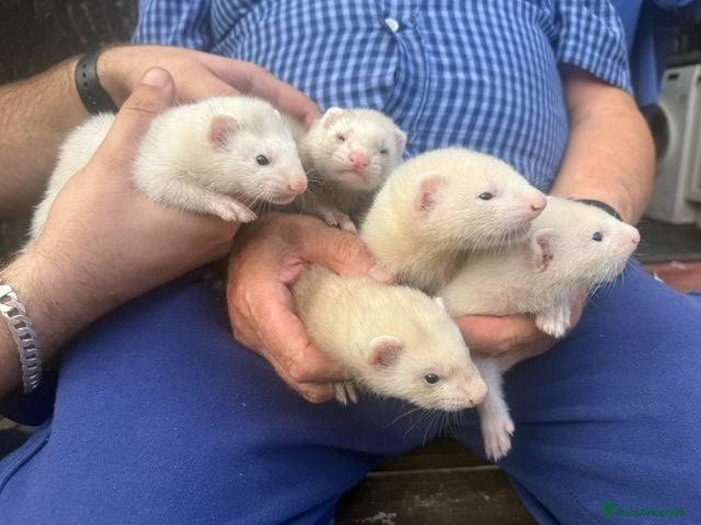 Ferret rodents Mixed Black Eyed Rare Ferrets CHESHIRE - Advert 1