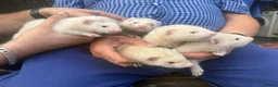 Ferret rodents for sale: Mixed Black Eyed Rare Ferrets CHESHIRE - Advert 1