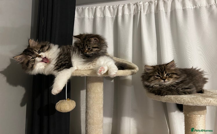 Persian cats Persian Kittens Looking for Loving Homes - Advert 16