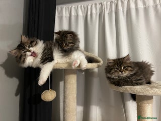 Persian cats Persian Kittens Looking for Loving Homes - Advert 1