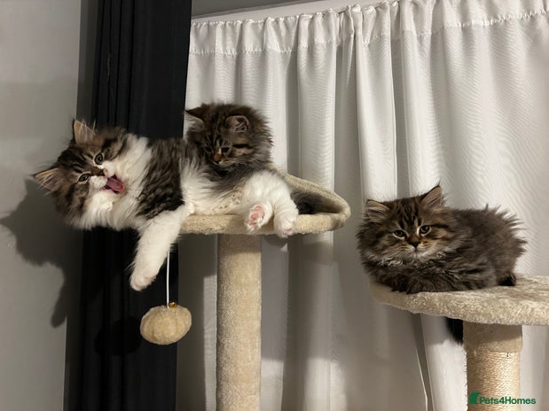Persian cats Persian Kittens Looking for Loving Homes - Advert 3