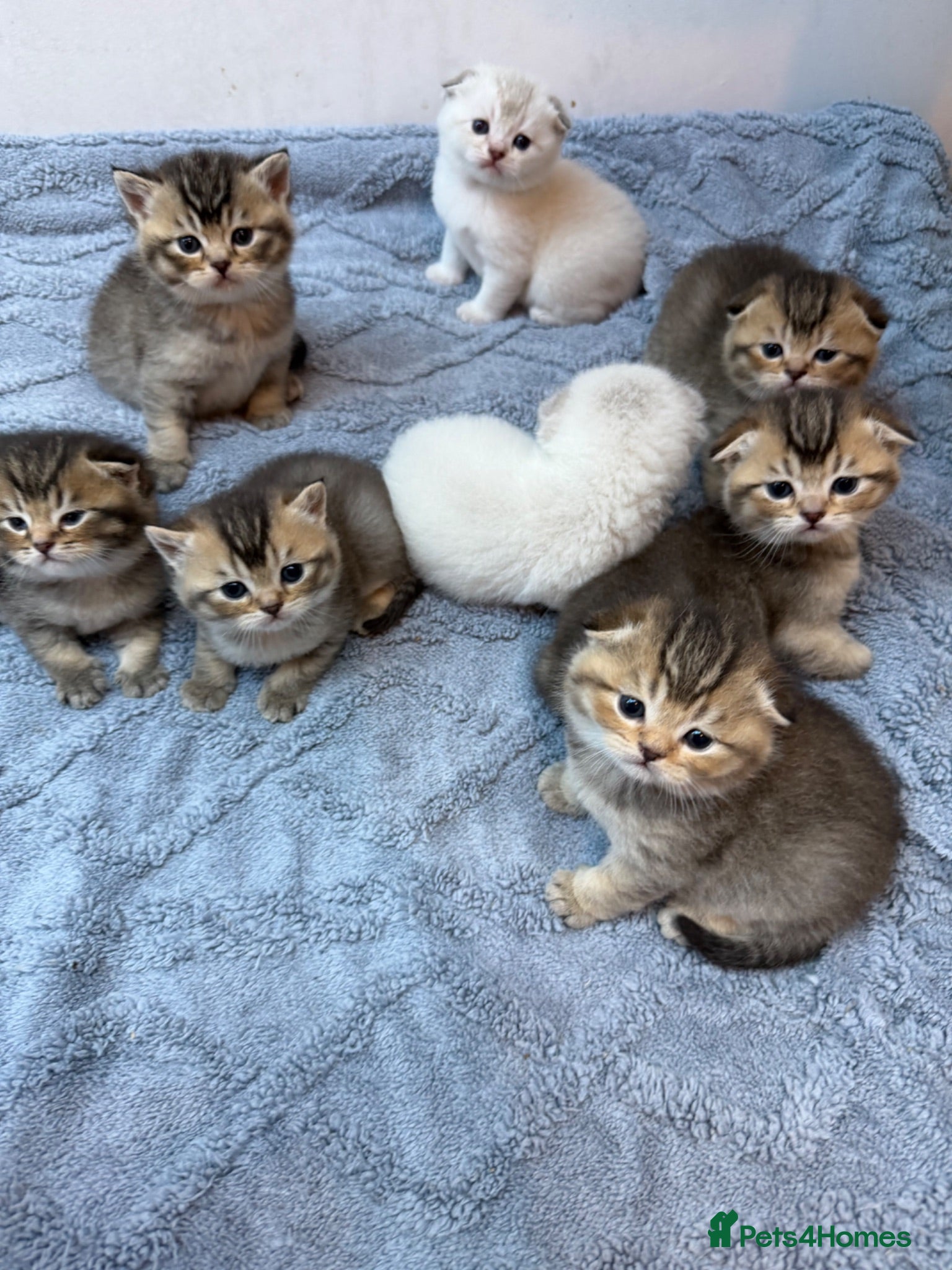 Scottish Fold cats Champion bloodlines Scottish Fold/Straight Kittens - Advert 1