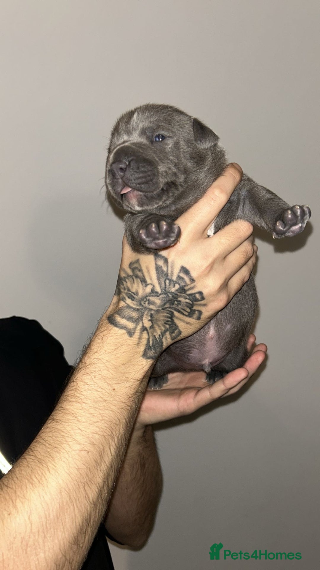Staffordshire Bull Terrier dogs for sale: Blue staffie puppies   - Advert 17