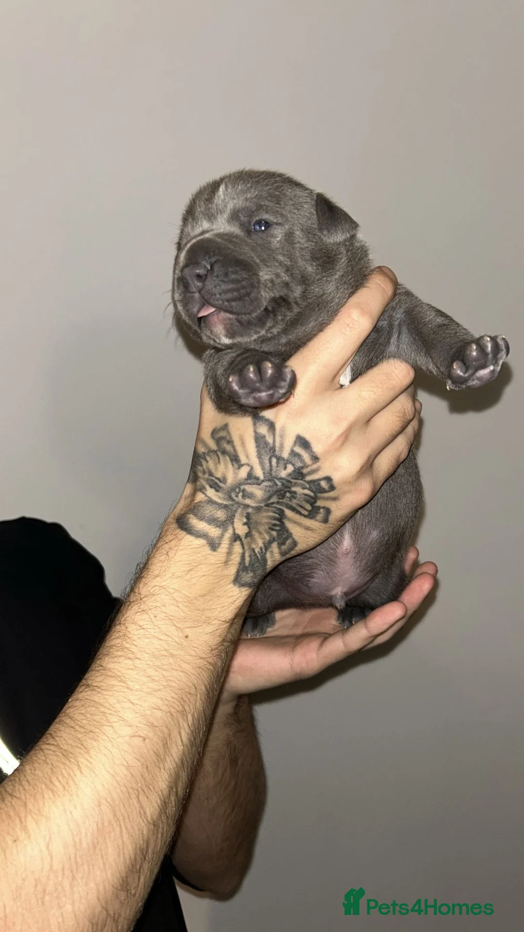 Staffordshire Bull Terrier dogs for sale: Blue staffie puppies   - Advert 22