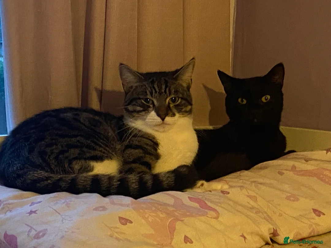 Mixed Breed cats for sale: 2 gorgeous male cats  - Advert 2