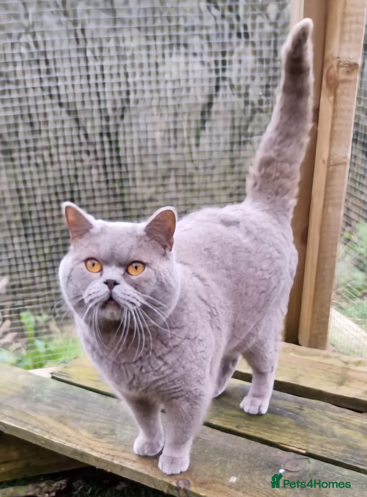 British Shorthair cats RONNIE LILAC BSH FOR STUD CHAMPION BLOODLINES 🏆  in Merthyr Tydfil - Advert 5