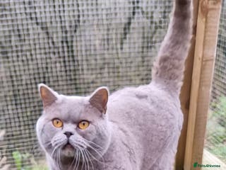 British Shorthair cats RONNIE LILAC BSH FOR STUD CHAMPION BLOODLINES 🏆 in Merthyr Tydfil - Advert 2