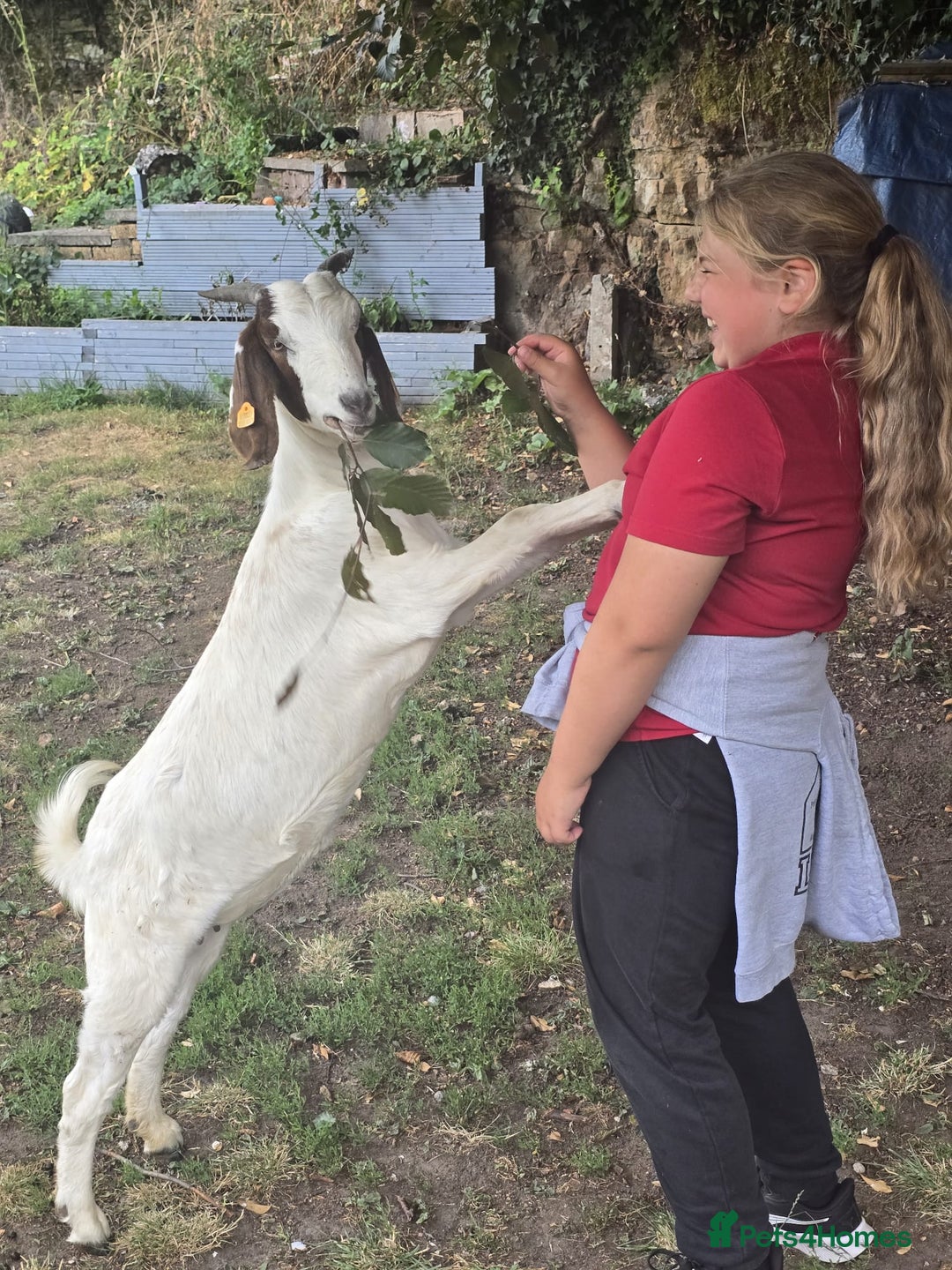 Goats livestock for sale: Pedigree Registered Female Boer Goats  - Image 5