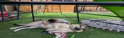 Mixed Breed dogs for sale: Family German Shepherd alaskin malamute dog - Advert 4