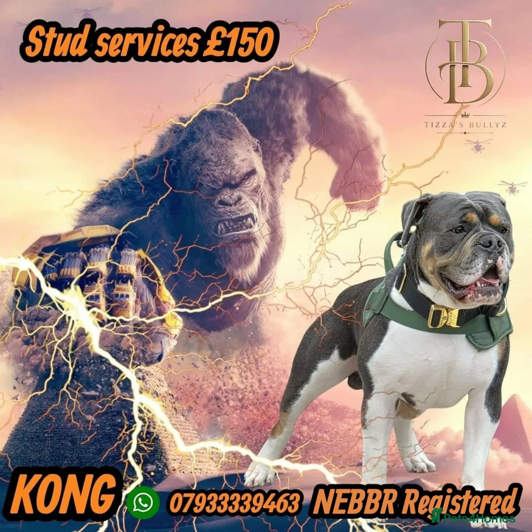 Olde English Bulldogge dogs for stud: Stud Services - Advert 1