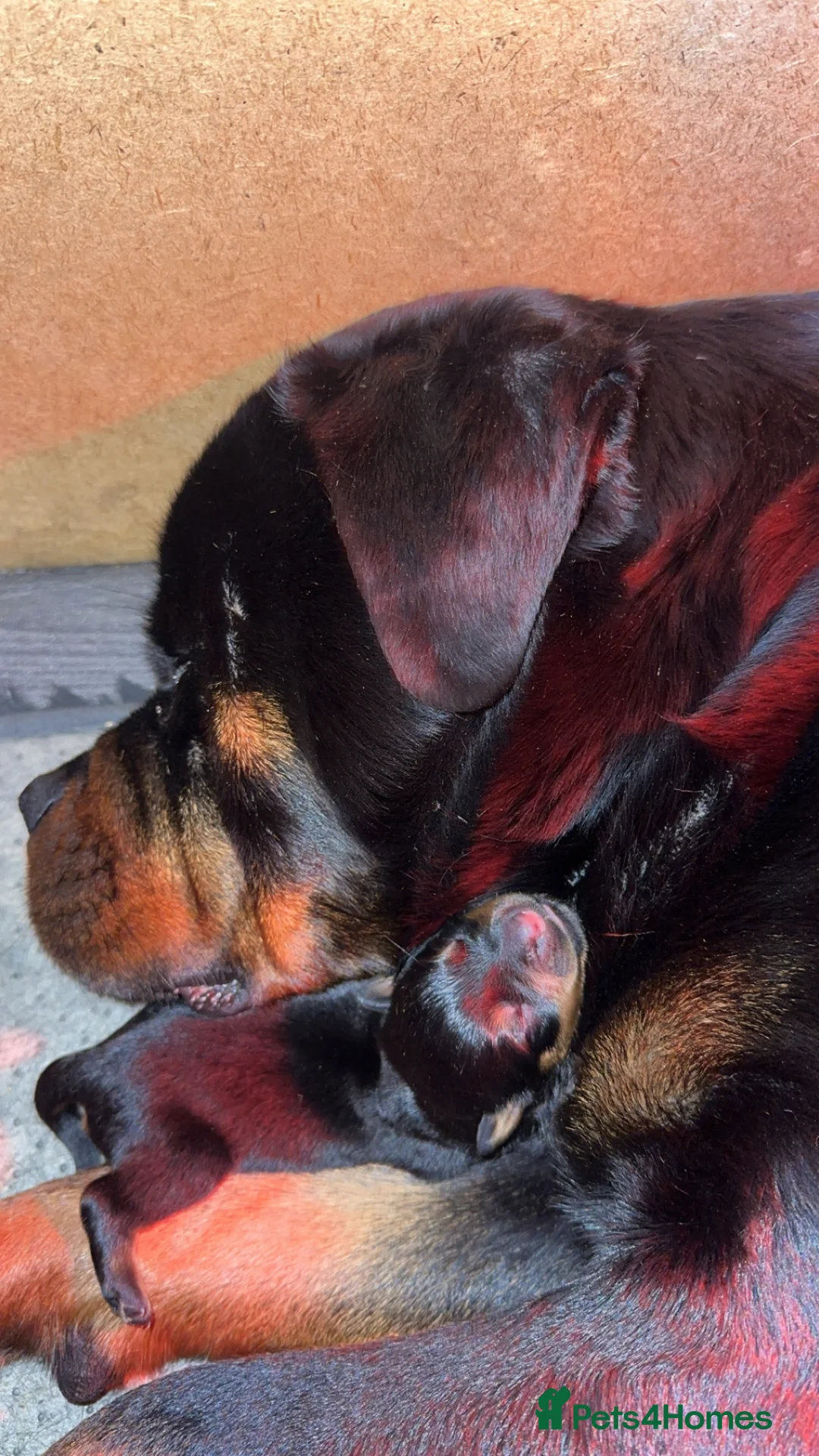 Rottweiler dogs for sale: German Rottweiler puppies  - Advert 5