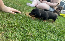 Miniature Dachshund dogs for sale: Miniature Smooth-Haired Dachshunds  - Image 14