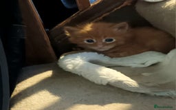 Persian cats for sale: Persian X Beautiful friendly ginger kittens  - Image 9