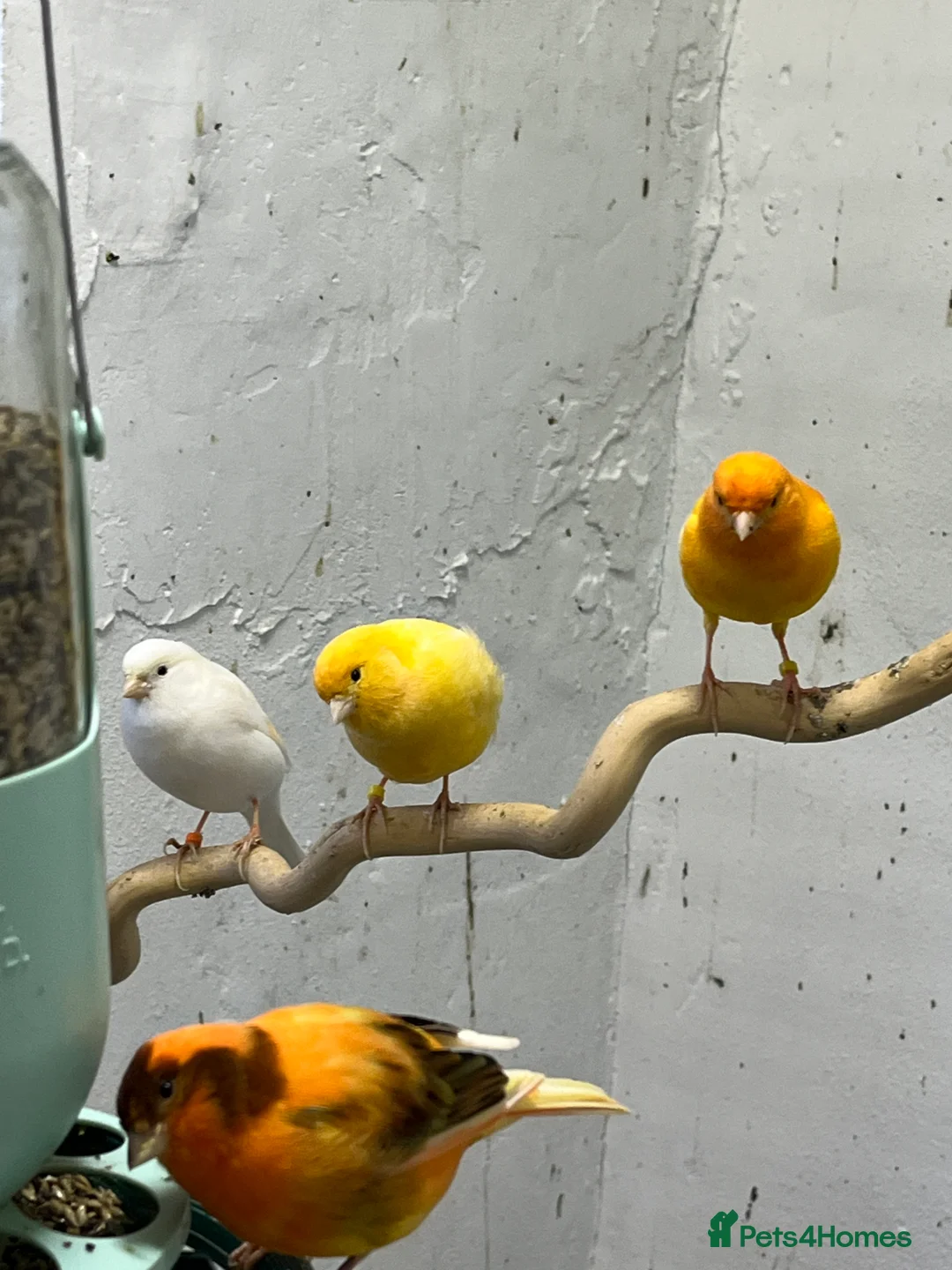 Canaries birds for sale: Beautiful mixed canaries - Advert 4