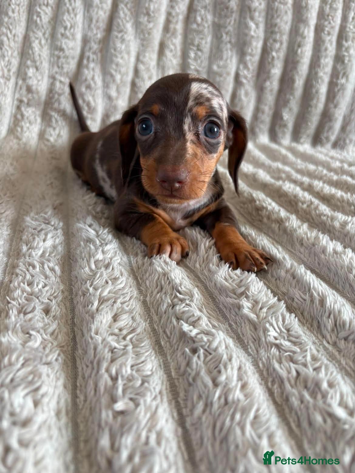 Miniature Dachshund dogs KC MINIATURE DACHSHUND PUPPIES  - Advert 1