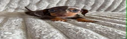 Miniature Dachshund dogs for sale: KC MINIATURE DACHSHUND PUPPIES  - Advert 1