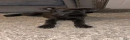 German Shepherd dogs for sale: Blue German shepherd puppy (female)  - Advert 2