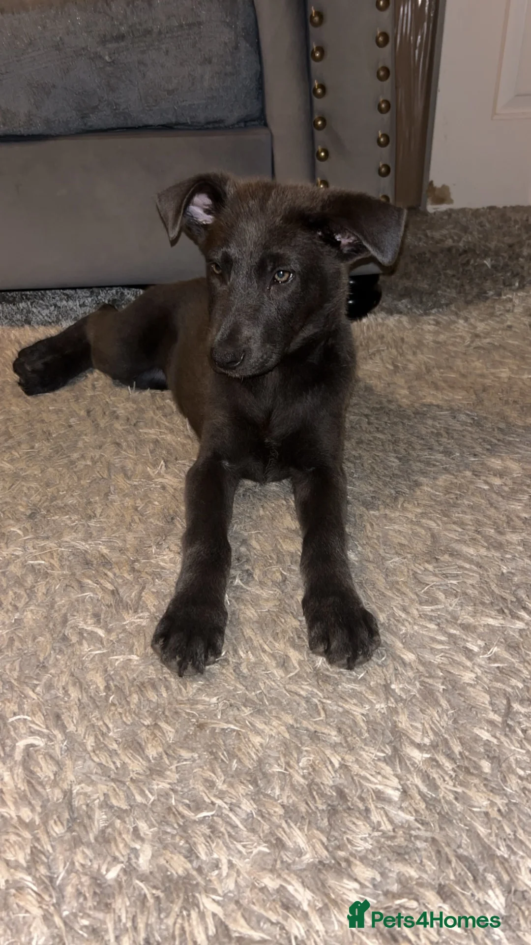 German Shepherd dogs for sale: Blue German shepherd puppy (female)  - Advert 2